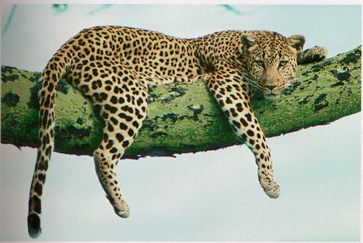 leopard.jpg